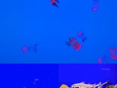 -上海海洋水族馆