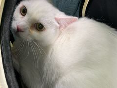 -北京观赏动物医院·24小时大型综合·猫专科·异宠专科