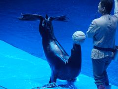 -芜湖新华联大白鲸海洋公园
