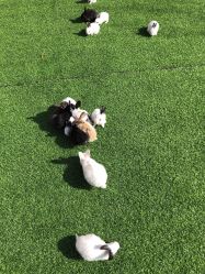 -萌宠亲子动物乐园(槐房万达店)