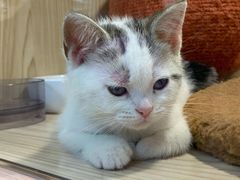 -屋虎猫馆(宝安大仟里店)