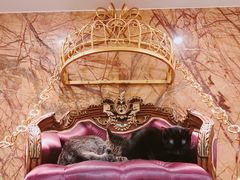 -more than meow吴止猫主题餐厅(承德 中船汇店)