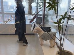 -共舞时光猫咖·狗咖(新街口店)
