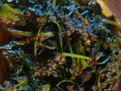 马来风光-黄亚华小食店(Jalan Alor)