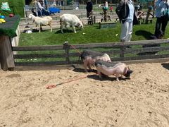 -前小桔亲子创意农场·草莓采摘·露营烧烤