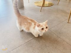 -飞行喵MR PILOT|猫舍·猫咖(静安大融城店)