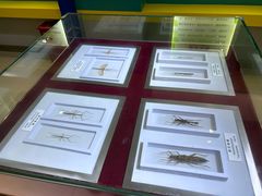 -上海昆虫博物馆