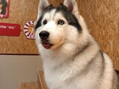 -和它·交个朋友·狗咖猫咖(爱琴海店)