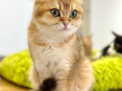 -有喵·猫咖·狗咖·30几只猫10只小狗(岗厦店)
