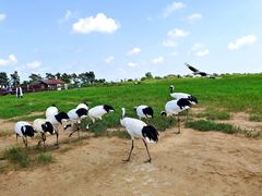 -盐城丹顶鹤湿地生态旅游区