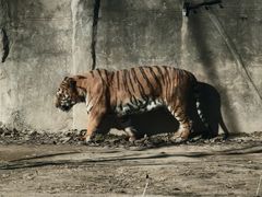 -秦皇岛野生动物园
