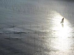 -北岐滩涂