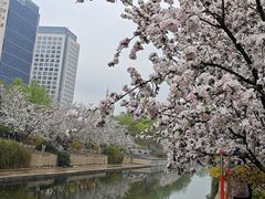 -海棠花溪(元大都城垣遗址公园)