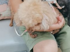 -安安宠医宠物医院·异宠·犬猫内科(岳阳分院)