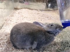 -龟与熊猫宠物公园(南坪店)
