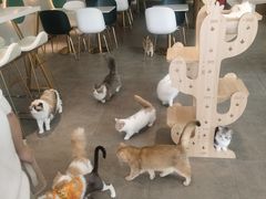 -飞行喵MR PILOT|猫舍·猫咖(静安大融城店)