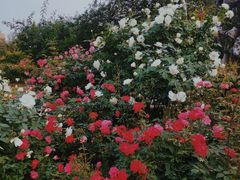 -人民公园(罗湖区)