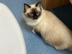-创凡宠物医院·骨专科  猫科中心(西乡分院)
