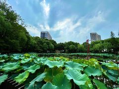 -陈家山荷花公园