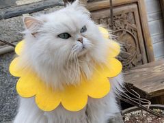 -喵屿·大理花园猫咖