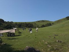 -大姆山草场