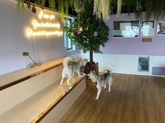 -Husky Go! 哈士奇体验馆·宠物咖啡厅狗咖