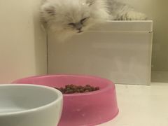 -十年猫舍·猫咪专门店(普陀店)