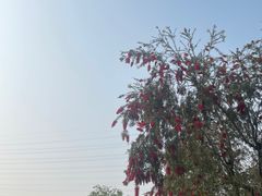 -王借岗森林公园