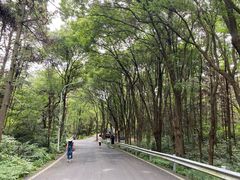 -青龙山国家森林公园