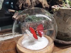 -吉丁鸟咖·异宠·寄养
