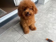 -翊宠yipet猫狗购宠庄园犬舍•猫舍