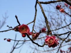 -梅花山(明孝陵内)