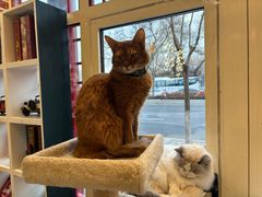-猫小院猫主题餐厅(南锣旗舰店)