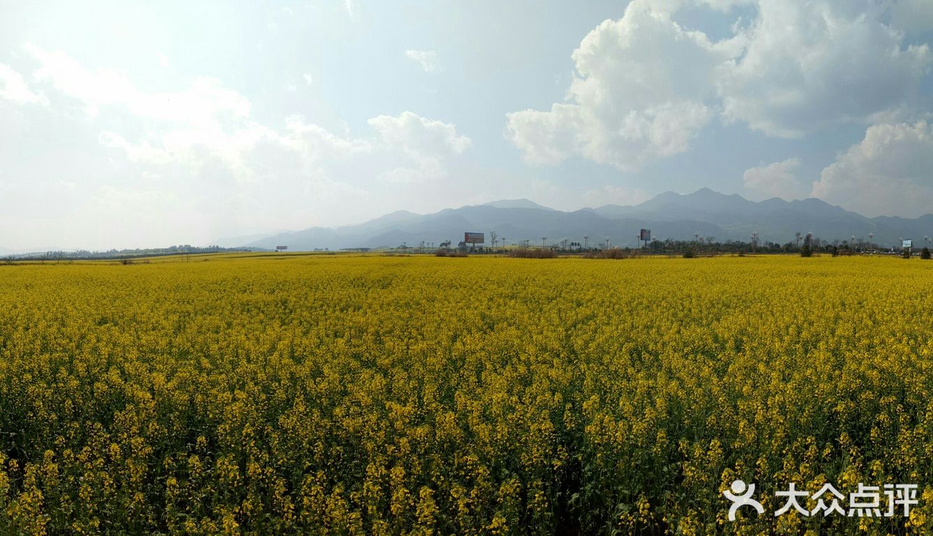 羅平油菜花