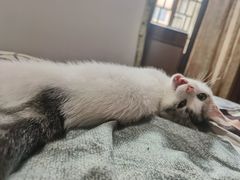 -lincat·猫舍(广州店)
