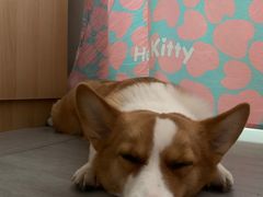 -宠福鑫康馨动物医院·骨科·眼科