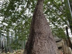 -南山植物园