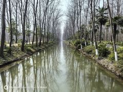 -合肥滨湖国家森林公园