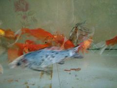 -小科自助海鲜烧肉(高区店)