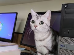 -瑞派长江宠物医院·猫科·外科·24小时夜护(谊城公寓分院)