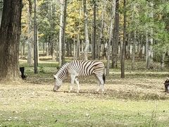 -秦皇岛野生动物园