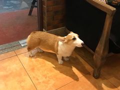 -more than meow吴止猫主题餐厅(承德 中船汇店)