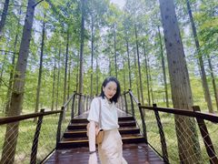 -黄海国家森林公园