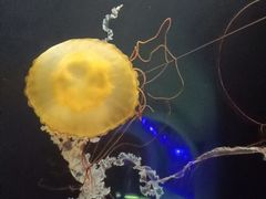 -欢乐海岸海洋奇梦馆