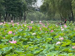 -东郊湿地公园