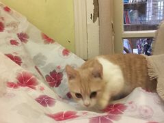 -猫色咖啡·猫咖