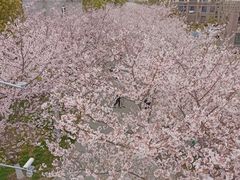 -高东镇樱花园