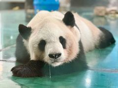 -安吉竹博园