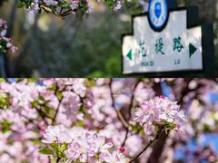 -桃花堤公园