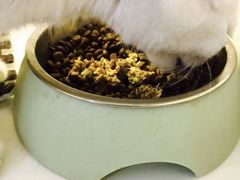 -喵zoo家庭繁育猫舍(尖东智能花园店)